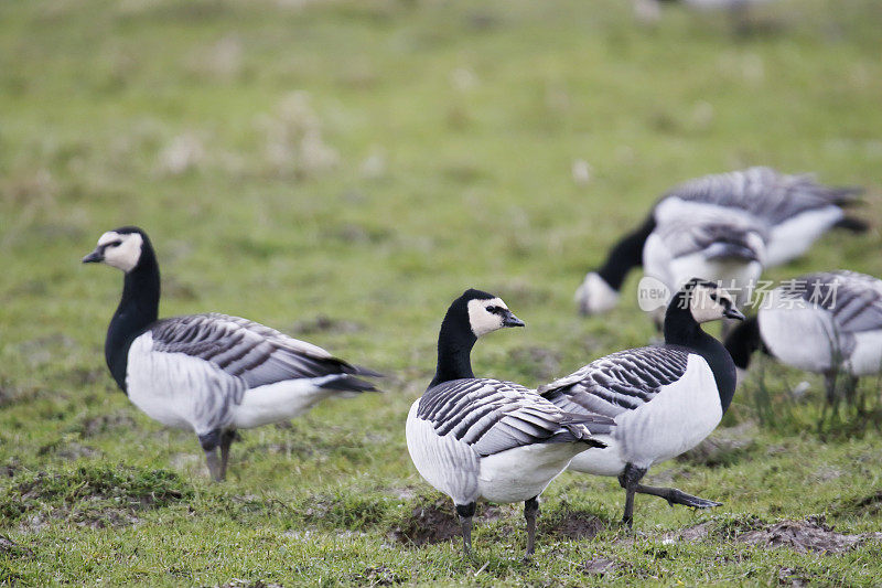 藤壶鹅(Branta leucopsis)